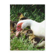 Mother Duck said Quack Quack Quack postcards by sharonsphotography Mother Duck said Quack Quack Quack postcards