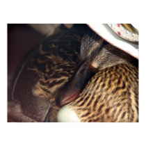 Mother Ducky, the legend Print