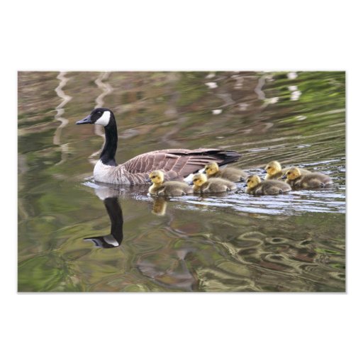 Mother Goose and Baby Geese Photo Zazzle