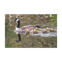 Mother Goose and Baby Geese Photo Canvas Prints