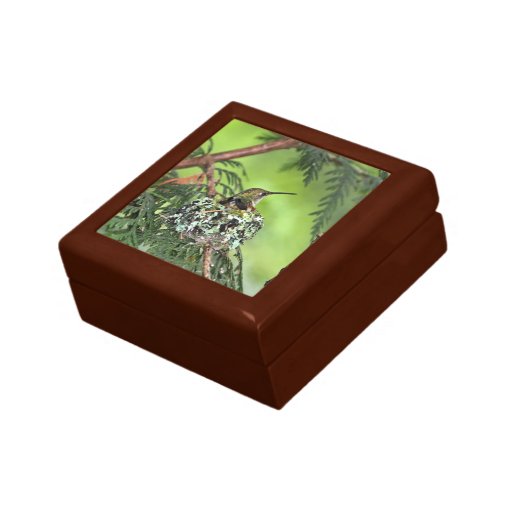 mother hummingbird on nest gift boxes zazzle mother hummingbird on nest gift boxes zazzle