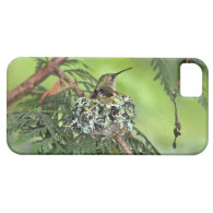 Mother Hummingbird on Nest iPhone 5 Cases