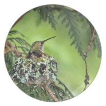 Mother Hummingbird on Nest Plate