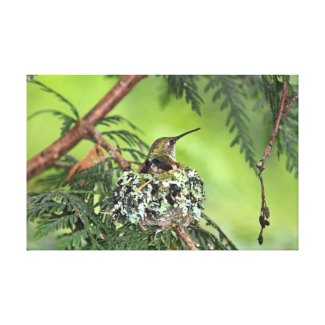 Mother Hummingbird on Nest