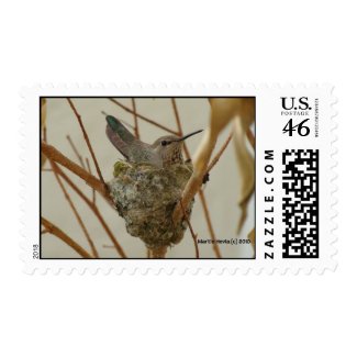 Mother Hummingbird Postage Stamp stamp