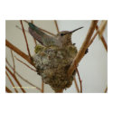 Mother Hummingbird print