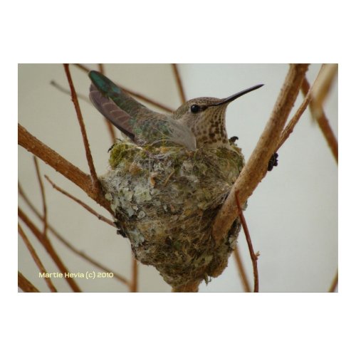 Mother Hummingbird print