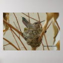 Mother Hummingbird - Print/Poster zazzle_print