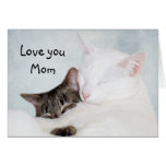 Mother kitty love greeting cards