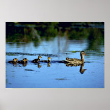 Mother Mallard Duck With Chicks Print