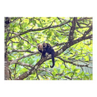 Mother Monkey and Baby in Jungle Announcement