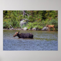 Mother Moose and calf Testing the Water Poster