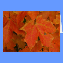 Mother Nature, Artist cards