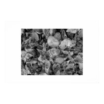 Mother of Pearl posters by mikerm Mother of Pearl posters