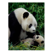 Mother panda and baby in the bamboo bush, Wolong Post Cards