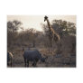 Mother rhino and young rhino at a watering place post cards