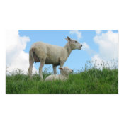 Mother Sheep & Her Lamb Grass Photo Poster Print profilecard