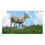 Mother Sheep &amp; Her Lamb Grass Photo Poster Print Business Card Template