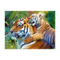 Mother Tiger with Baby Cub Climbing and Biting Ear Post Cards