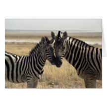 Mother zebra and young zebra card