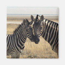 Mother zebra and young zebra fridge magnets