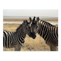 Mother zebra and young zebra postcards
