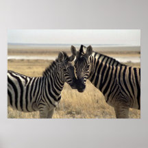 Mother zebra and young zebra posters