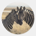 Mother zebra and young zebra round stickers