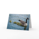 postcard - A mother goose leading her young