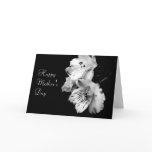peruvian lily, alstroemeria, alstromeria,