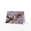 Mother's Day Blossoms card