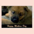 Mothers Day Card from Dog, Cuddle