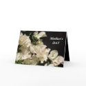 Mother's DAY Card - White Bougainvillea Flowers by kit2008 Mother's DAY Card - White Bougainvillea Flowers