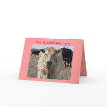 Mother's Day - Cute White Cow - Ranch or Farm Cards