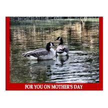 Mother's Day Geese Post Card