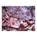 MOTHERS DAY GIFTS 10 Spring Blossoms Art Prints by Basleeartprintgifts MOTHERS DAY GIFTS 10 Spring Blossoms Art Prints