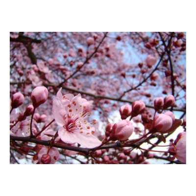 MOTHERS DAY GIFTS 10 Spring Blossoms Art Prints by Basleeartprintgifts