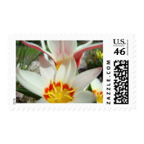 MOTHER'S DAY GIFTS 1 Cards Tulip Flowers Garden postage by Basleeartprintgifts MOTHER'S DAY GIFTS 1 Cards Tulip Flowers Garden postage