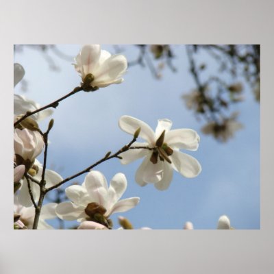 magnolia tree flower. ART Magnolia Tree Flowers