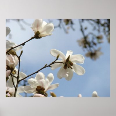 saucer magnolia tree facts. saucer magnolia tree facts.