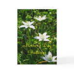 Mother's Day Greetings Cards