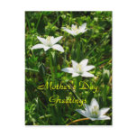 Mother's Day Greetings Postcard