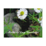Mother's Day Greetings Postcards