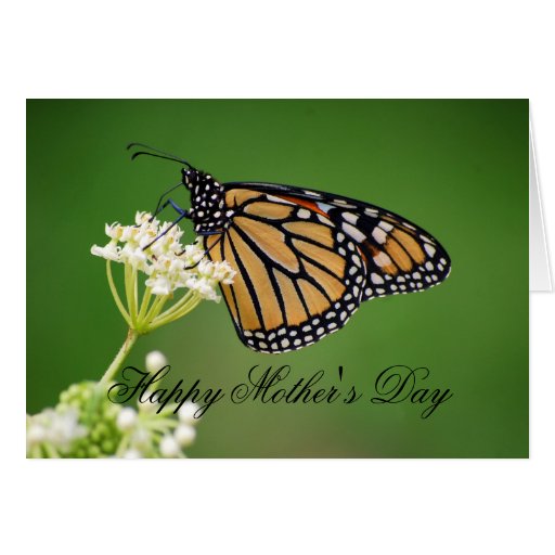 Mothers Day Monarch Butterfly On White Milkweed Card Zazzle