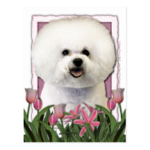 Mothers Day - Pink Tulips - Bichon Frise Postcard