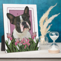 Mothers Day - Pink Tulips - Boston Terrier Photo Plaques