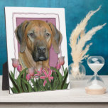 Mothers Day - Pink Tulips - Rhodesian Ridgeback Photo Plaques
