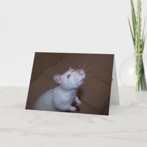 Mothers Day Rat Greeting Cards