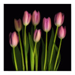tulips, print, elegant, fine art print, pink,