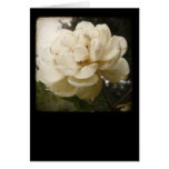 Mother's Day White Rose Greeting Card